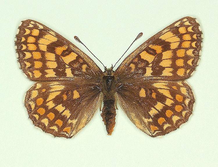 Melitaea athalia female (aberrant form permixta) (Internet Image property of respective owner, non-commercial use only)